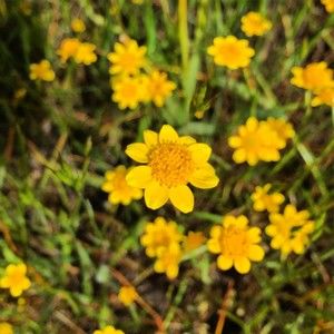 Meet your Posher, Brita